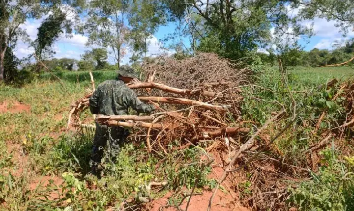 Dona de estância em Dracena recebe multa da R$ 44 mil por cortar 147 árvores sem autorização