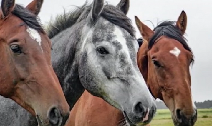 Ração contaminada causa morte de pelo menos 245 cavalos no Brasil