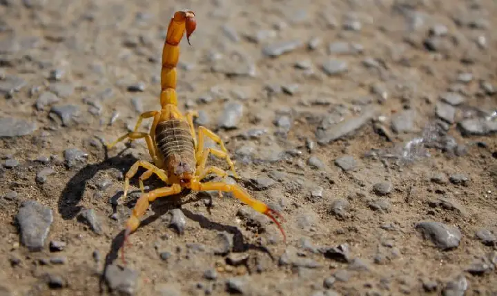 Região soma 1.997 ataques de escorpiões neste ano