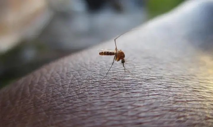 Rio de Janeiro já tem mais de 300 mil casos de dengue em 2024