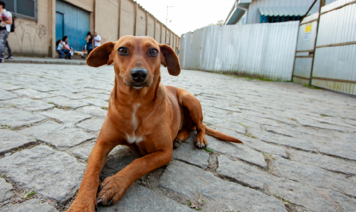 SP sanciona lei que reconhece ‘Vira-Lata Caramelo’ como símbolo cultural