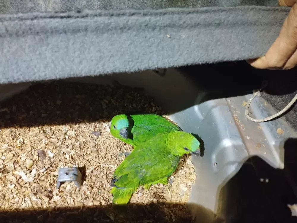 Com papagaios escondidos no compartimento de estepe do carro, idoso é multado em R$ 7 mil por maus-tratos